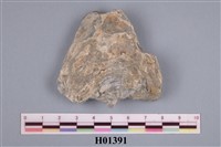 藏品(牡蠣)的圖片